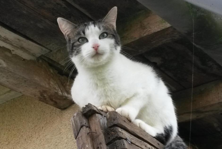 Vermisstmeldung Katze Männliche , 11 jahre Samatan Frankreich