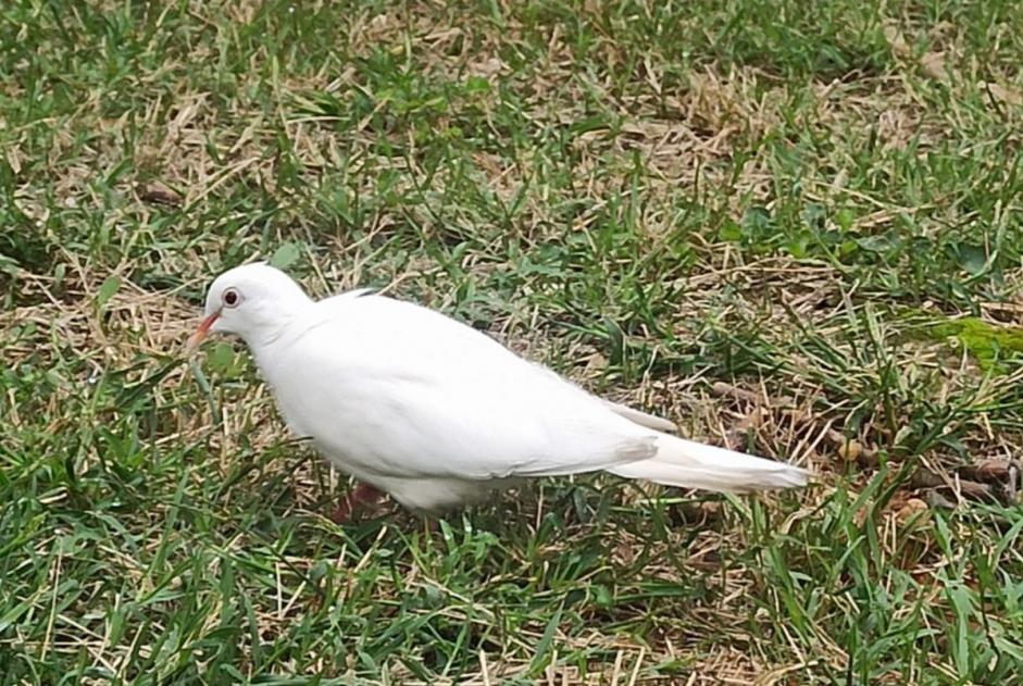 Fundmeldung Vogel Unbekannt Lyon Frankreich