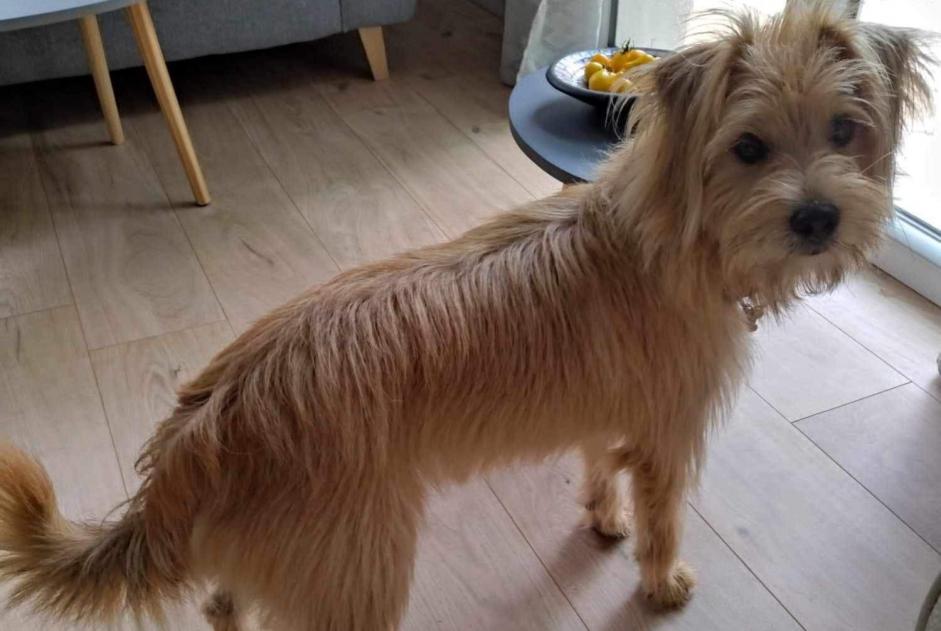 Disappearance alert Dog miscegenation Male , 2 years Cherves-Châtelars France