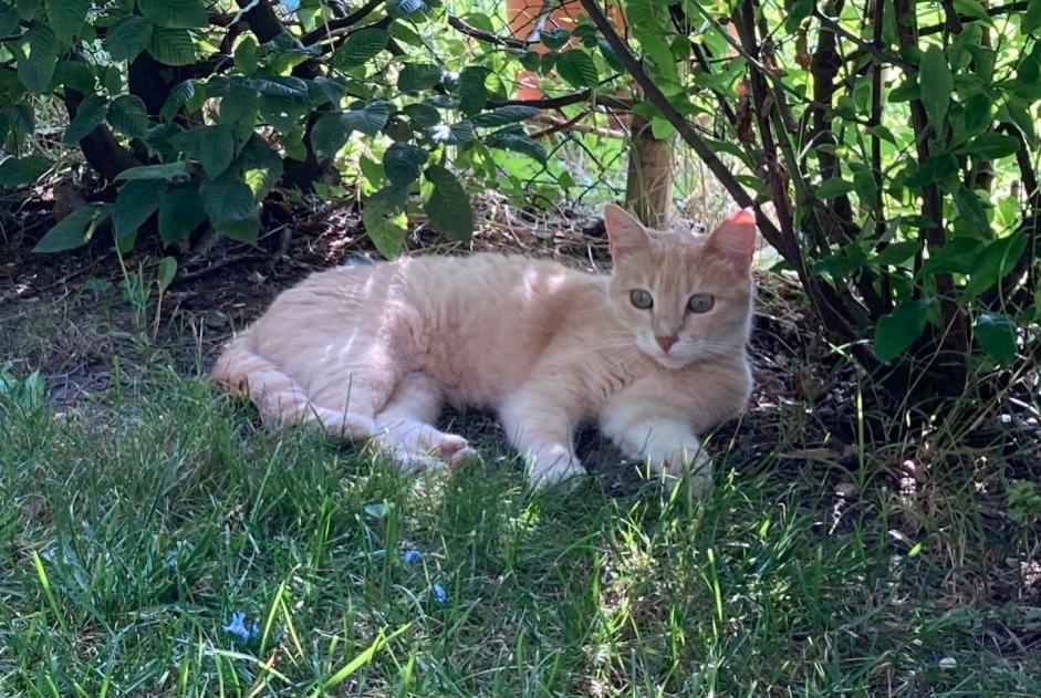 Alerte Disparition Chat croisement Femelle , 5 ans Mouguerre France