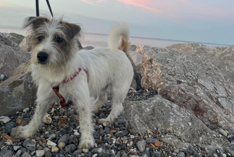 Avviso scomparsa Cane incrocio di razze Maschio , 0 anni Criel-sur-Mer Francia