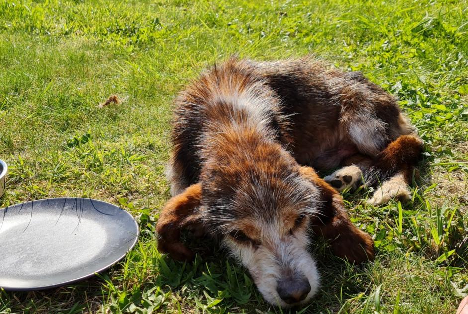 Avviso Ritrovamento Cane incrocio di razze Maschio Le Conquet Francia