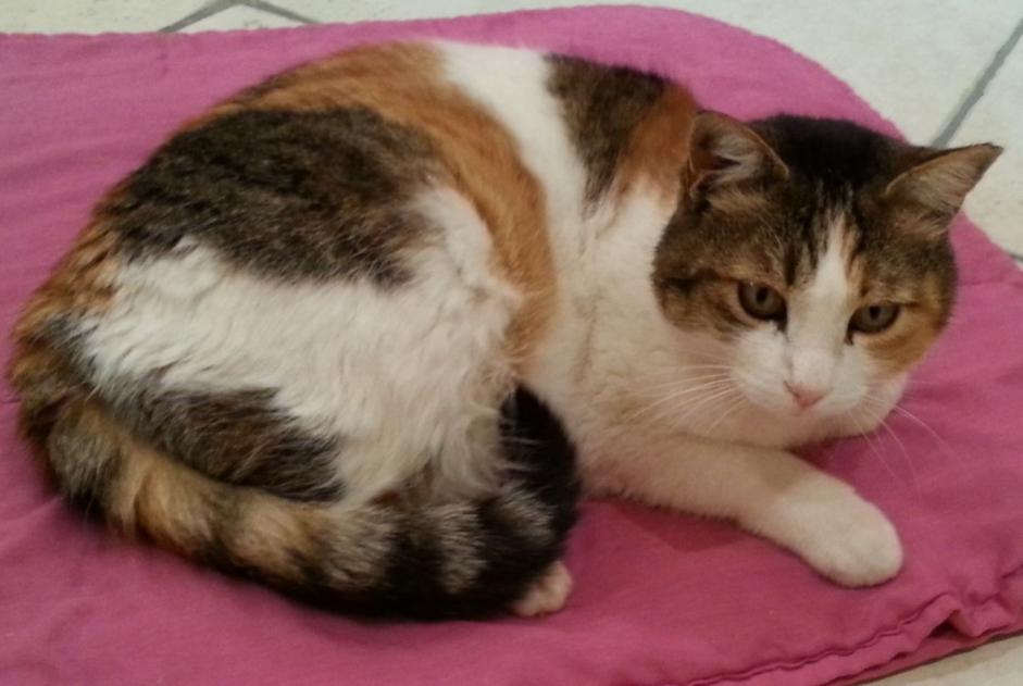 Avviso scomparsa Gatto  Femmina , 13 anni Tullins Francia