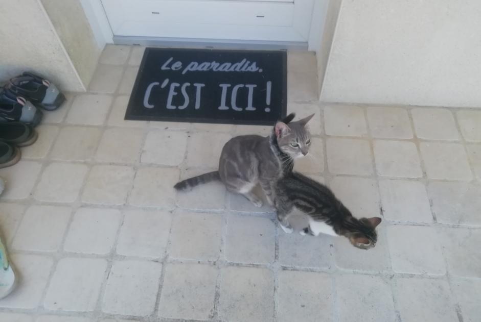 Alerta descoberta Gato Fêmea Coulgens France